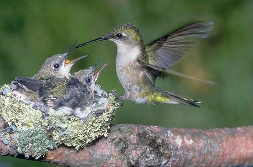 ruby-throated hummingbird (Archilochus colubris) female by CaliforniaDFW is licensed under CC BY 2.0.